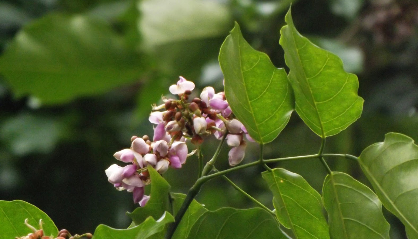 Herbal Garden Images